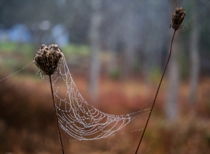 Autumn-Web
