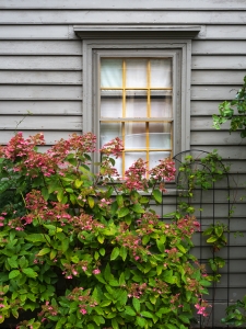 Flowers-and-Window