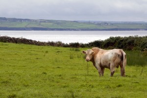 Bull in the Burren